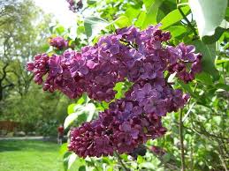 Congo Lilac : 3 Foot