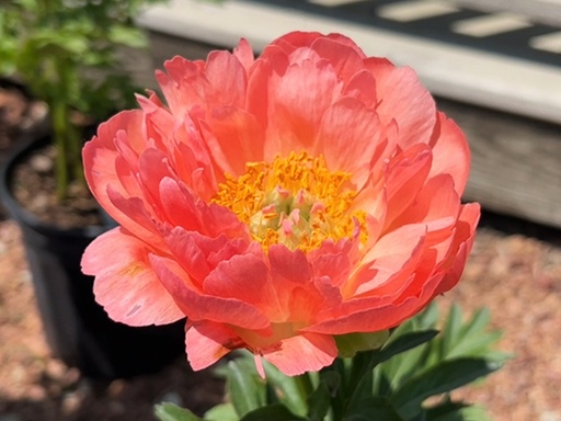 Coral Sunset Peony : 3 Gallon