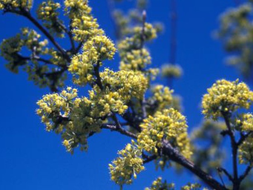 Cornelian Cherry Dogwood : 4 Inch