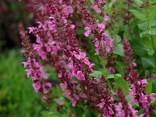 Sensation Deep Rose Sage : 1 Gallon