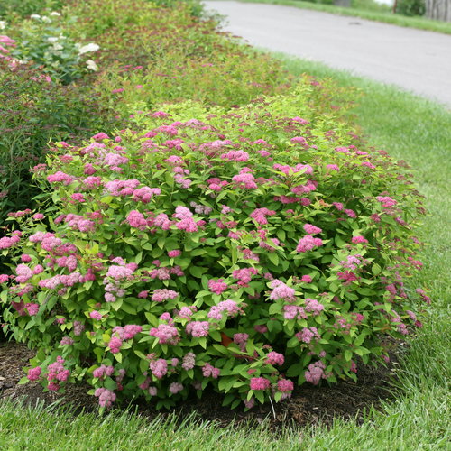 [Double Play Big Bang Spirea : 3 Gallon] Double Play Big Bang Spirea ® PW : 3 Gallon