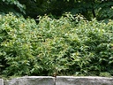 Dwarf Bush Honeysuckle : 5 Gallon