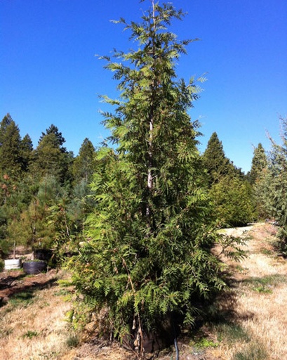 Excelsa Western Arborvitae : 4 Foot
