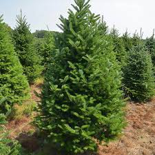 Fraser Fir : 7 Foot