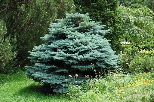 Globe Blue Spruce : 5 Gallon
