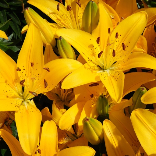 Golden Matrix Asiatic Lily : 1 Gallon