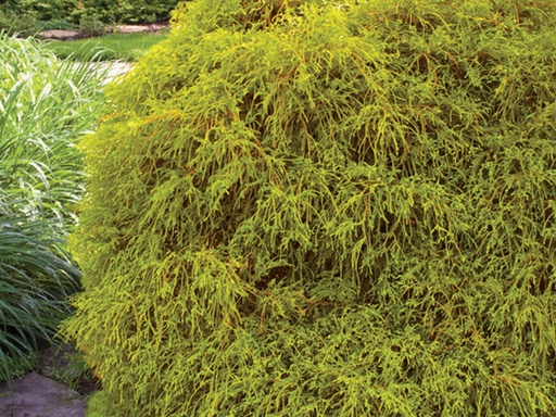 Golden Mops False Cypress : 3 Gallon