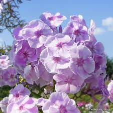 Gortenziya Lilac : 4 Foot