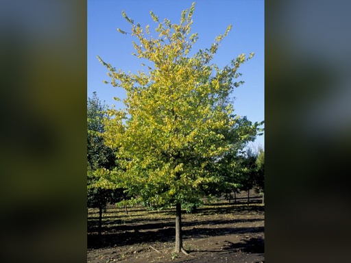 Common Hackberry : 2 Inch