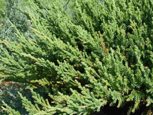 Green Sargent Juniper : 5 Gallon