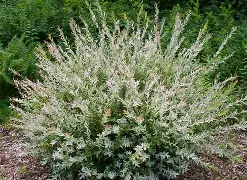 Hakuro Nishiki Willow : 3 Gallon