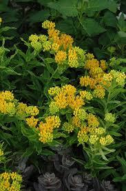 Hello Yellow Butterfly Weed : 1 Gallon