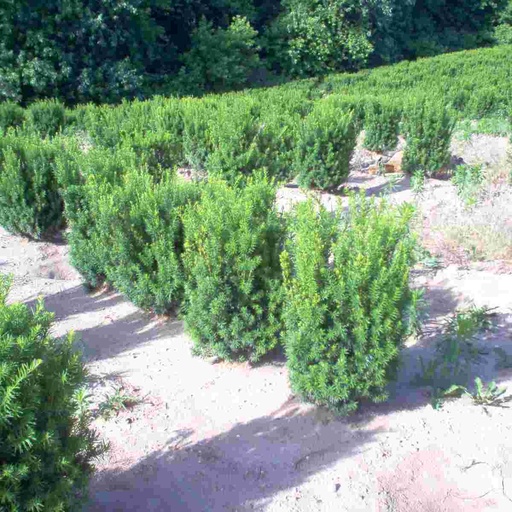 Hicks Yew : 4 Foot