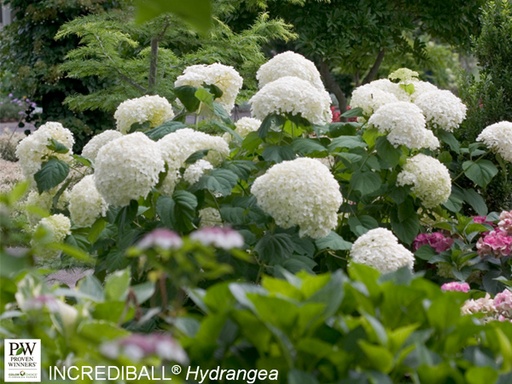 [Incrediball Hydrangea : 5 Gallon] Incrediball Hydrangea ® PW : 5 Gallon