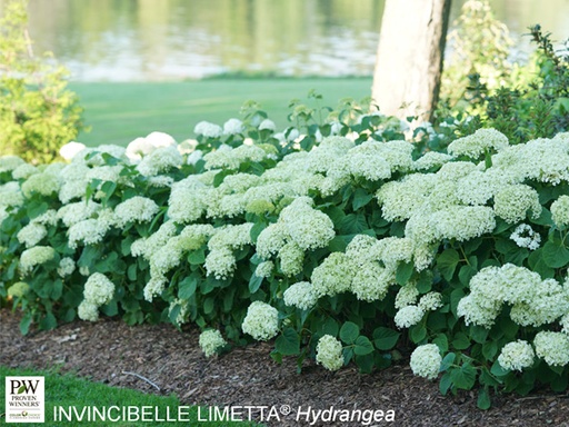 Invincibelle® Limetta Hydrangea : 3 Gallon