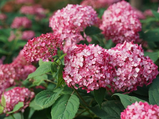 Invincibelle® Ruby Hydrangea : 3 Gallon