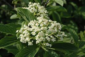 Ironclad Viburnum : 25 Gallon