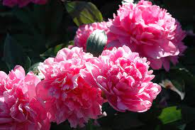 J H Wigell Peony : 2 Gallon