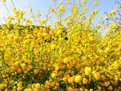 Japanese Kerria : 3 Gallon