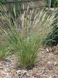 June Grass : 1 Gallon