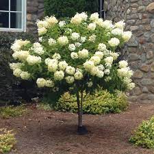 Limelight Hydrangea on STD : 15 Gallon