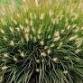 Little Bunny Dwarf Fountain Grass : 1 Gallon