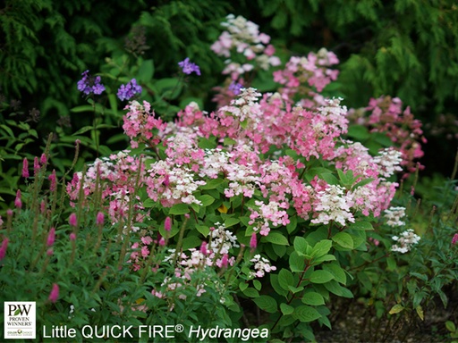 Little Quick Fire® Hydrangea : 3 Gallon