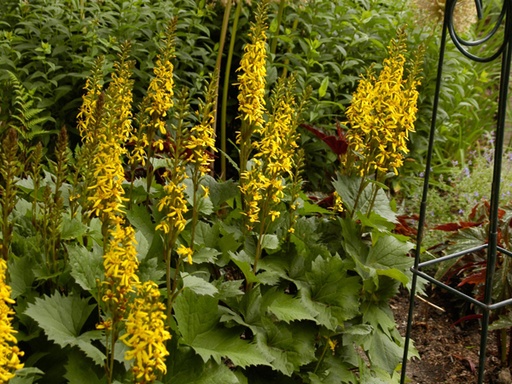 Little Rocket Ligularia : 2 Gallon