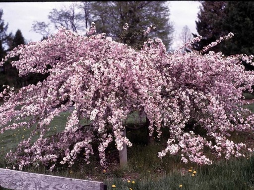 Louisa Crabapple : 1.5 Inch