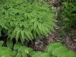 Maidenhair Fern : 1 Gallon