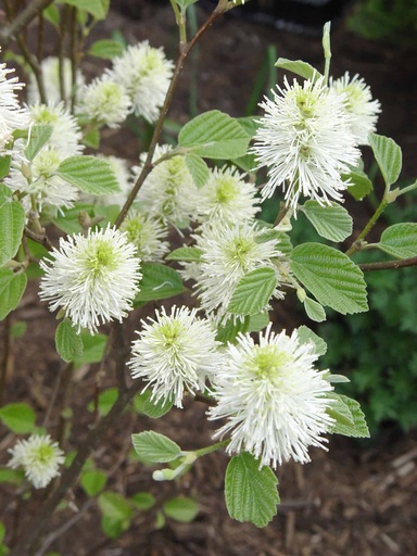 Mount Airy Fothergilla : 30 Inch