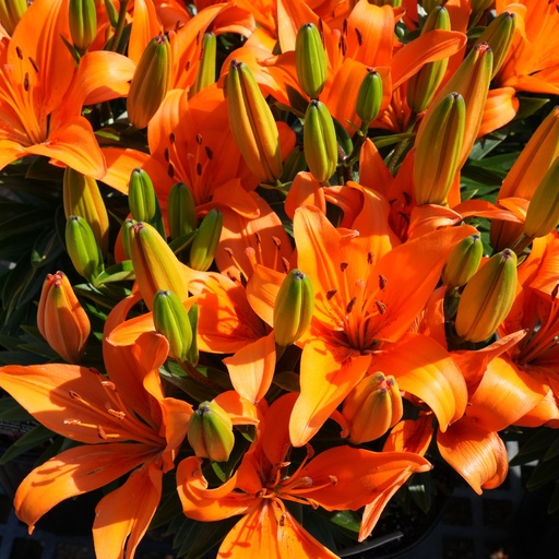 Orange Matrix Asiatic Lily : 1 Gallon