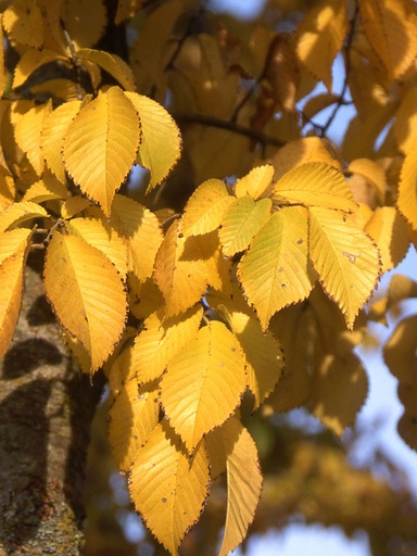 Patriot Elm : 5.5 Inch