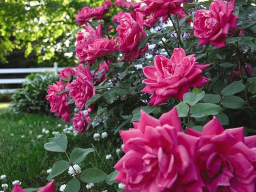 [Knock Out Rose Double Pink : 3 Gallon] Knock Out Rose Double Pink ® : 3 Gallon