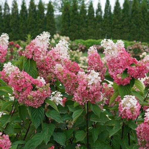 [Pinky Winky Hydrangea : 10 Gallon] Pinky Winky Prime Hydrangea on STD ™ PW : 10 Gallon