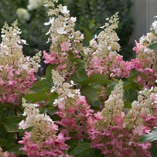 Pinky Winky® Hydrangea : 10 Gallon