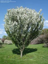 Adirondack Crabapple : 2 Inch