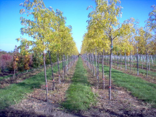 Skyline Honeylocust : 2 Inch