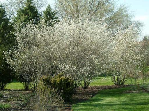 Autumn Brilliance Serviceberry MS : 10 Foot
