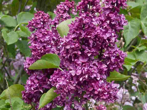 Charles Joly Lilac MS : 4 Foot