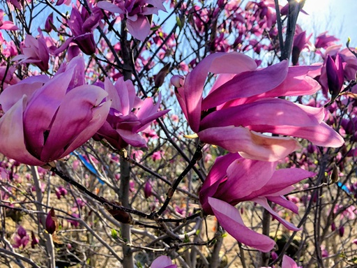 Jane Magnolia MS : 4 Foot