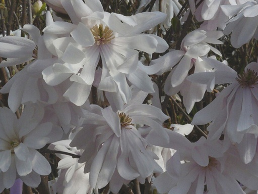 Royal Star Magnolia MS : 4 Foot
