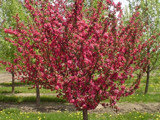 Adams Crabapple : 2 Inch