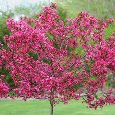 Prairie Fire Crabapple : 2 Inch