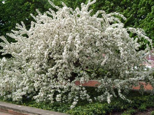 Sargent Crabapple MS : 4 Foot