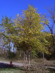 River Birch MS : 6 Foot