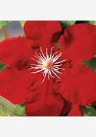Rebecca Clematis : 2 Gallon