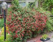 Major Wheeler Honeysuckle : 1 Gallon