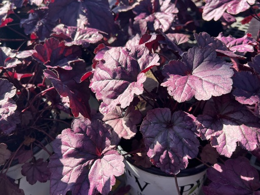 Wildberry Coral Bells : 1 Gallon