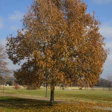 Shingle Oak : 3 Inch